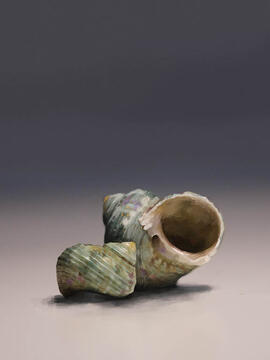 Seashells